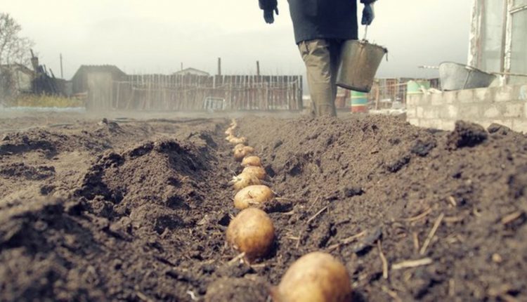 Вченим вдалось вирахувати оптимальну відстань між рядками картоплі  