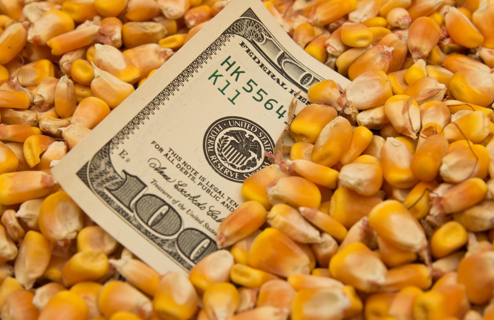 У морпортах України переважає тенденція зниження цін на кукурудзу