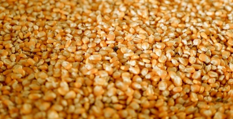 На Прикарпатті планують побудувати завод з переробки кукурудзи на крохмаль