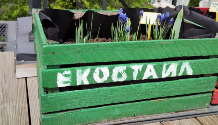 Мешканці Кропивницького вирощуватимуть квіти, овочі та зелень в публічному саду на даху