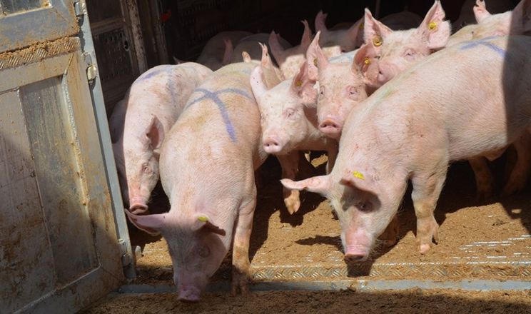 У січні Україна витратила на імпорт живих свиней $455 тис.