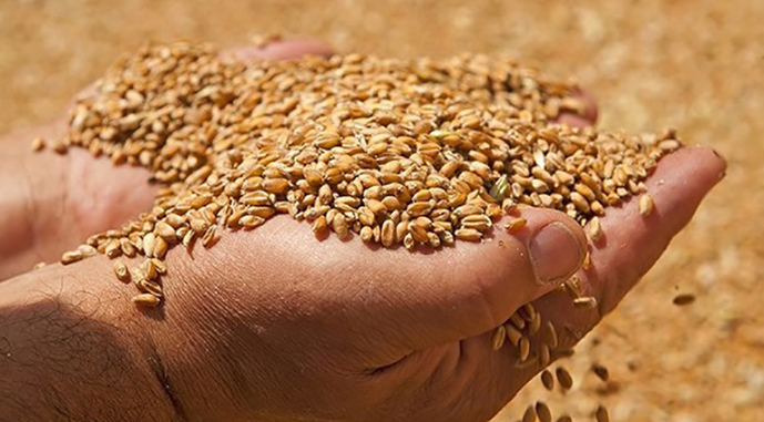 В Україні прогнозують рекордні залишки пшениці та кукурудзи
