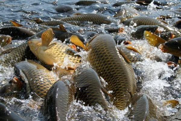 «Рибна реформа» забезпечила реальну конкуренцію для бізнесу і знизила корупцію