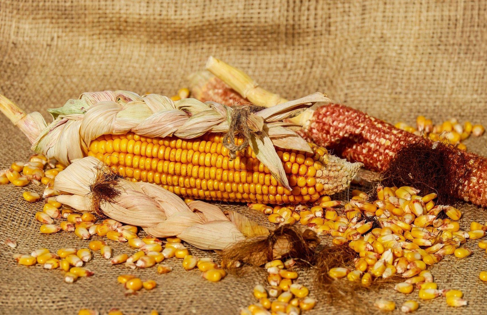 Американські аналітики прогнозують для України зростання експорту кукурудзи
