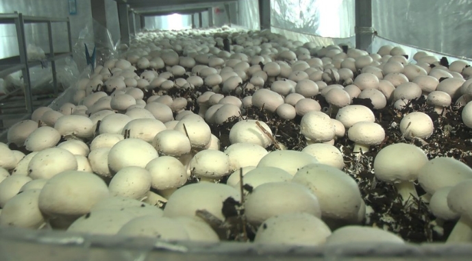 Найбільшу в Україні грибну ферму здадуть в оренду або закриють