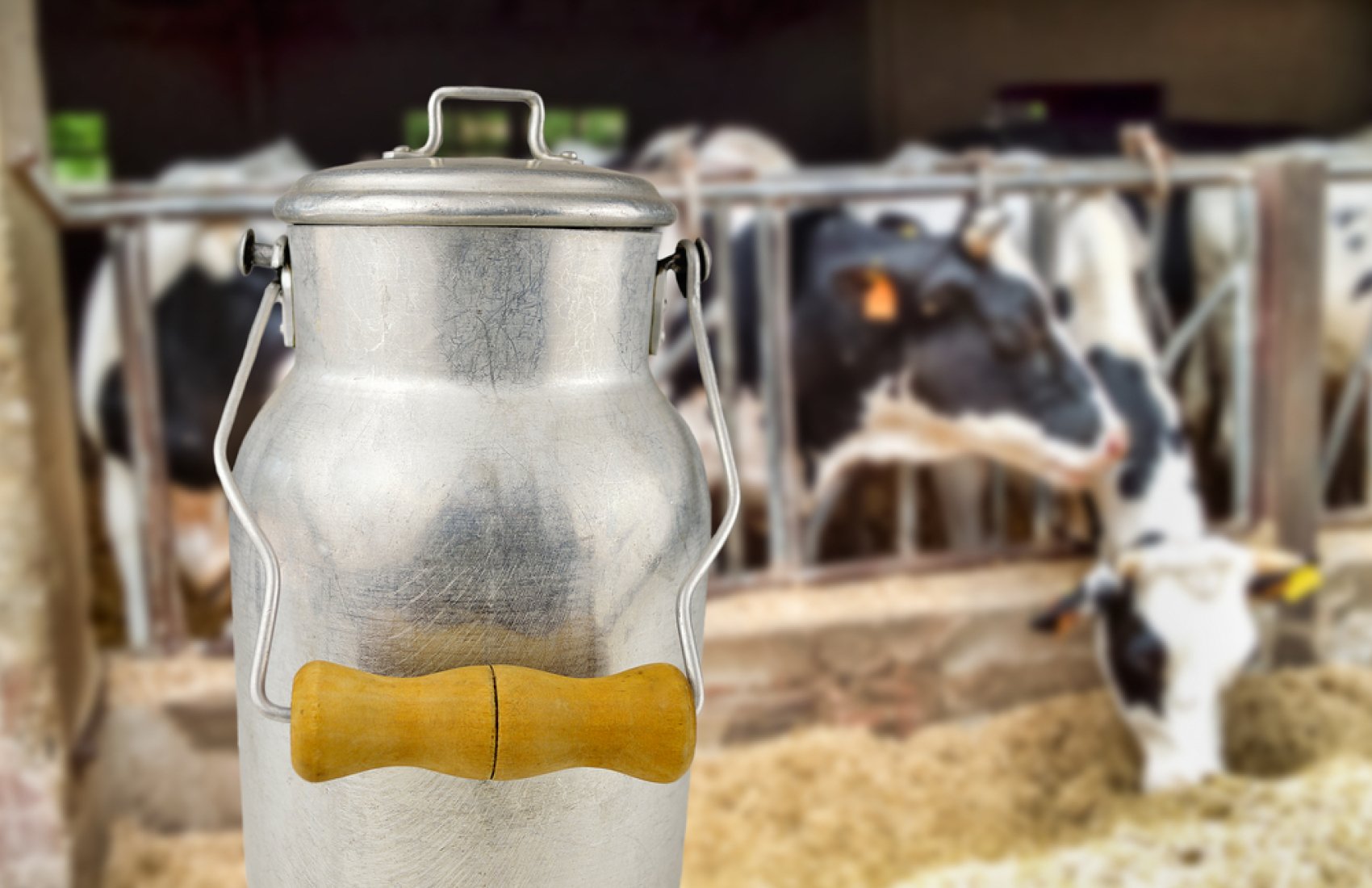 Україна в сфері виробництва молока і великої рогатої худоби повинна відповідати нормам ЄС