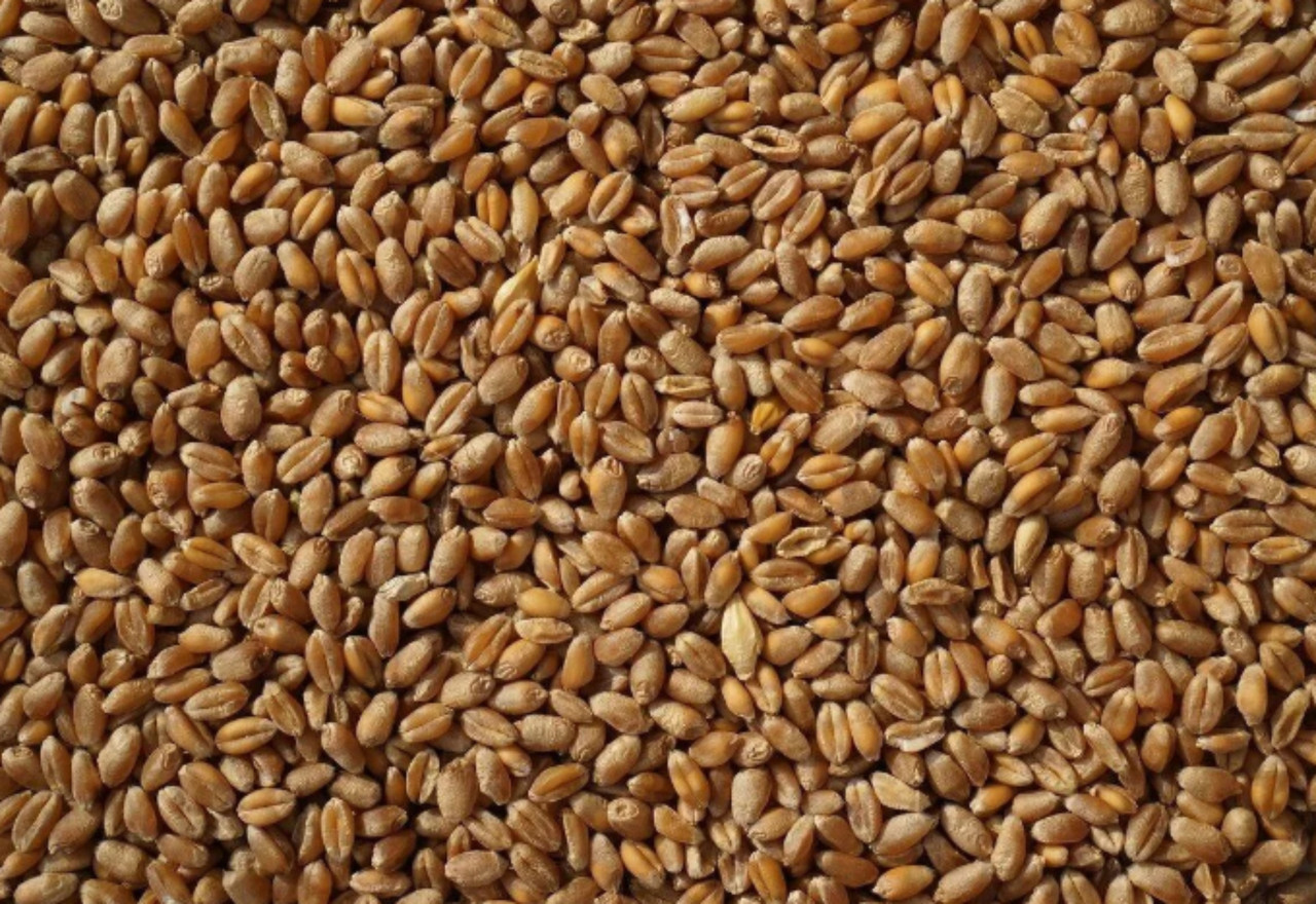 Китай може стати найбільшим у світі покупцем пшениці