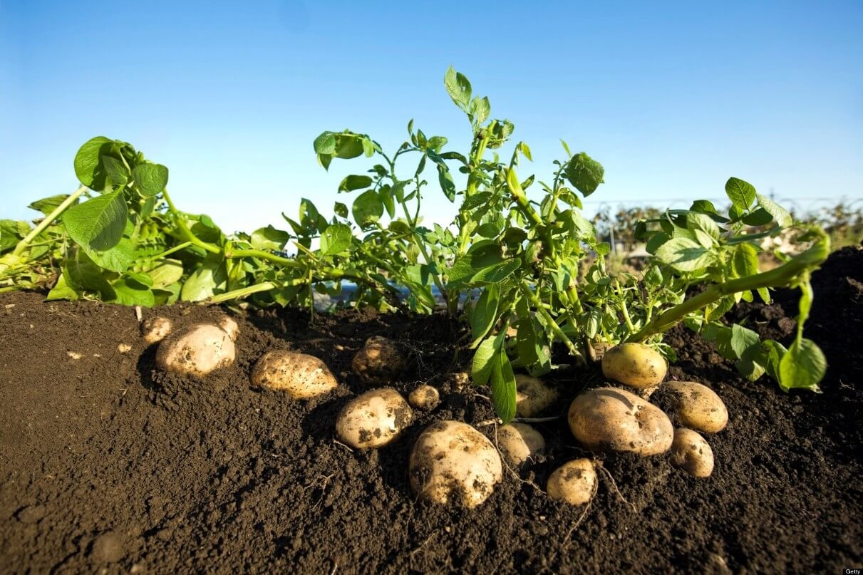 Ірландія виділяє 450 000 євро на підтримку картоплярства в Україні