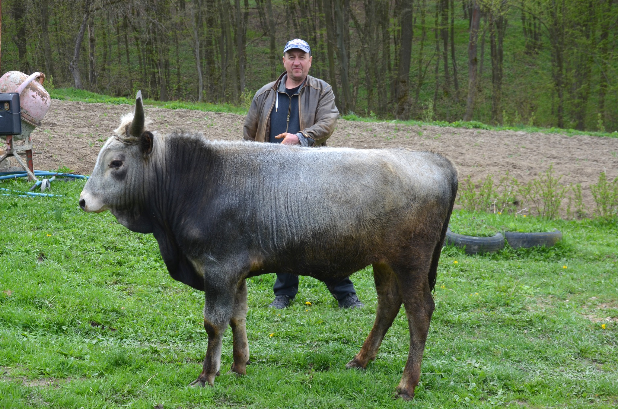 У Тернопільській області відкрили першу ферму з буйволами
