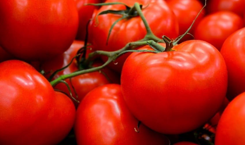 В Ізраїлі вивели стійкий до посушливих умов сорт томатів