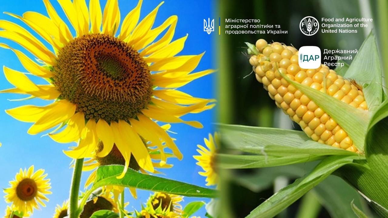 Триває збір заявок у ДАР для отримання насіння соняшнику та кукурудзи для фермерів із прифронтових областей