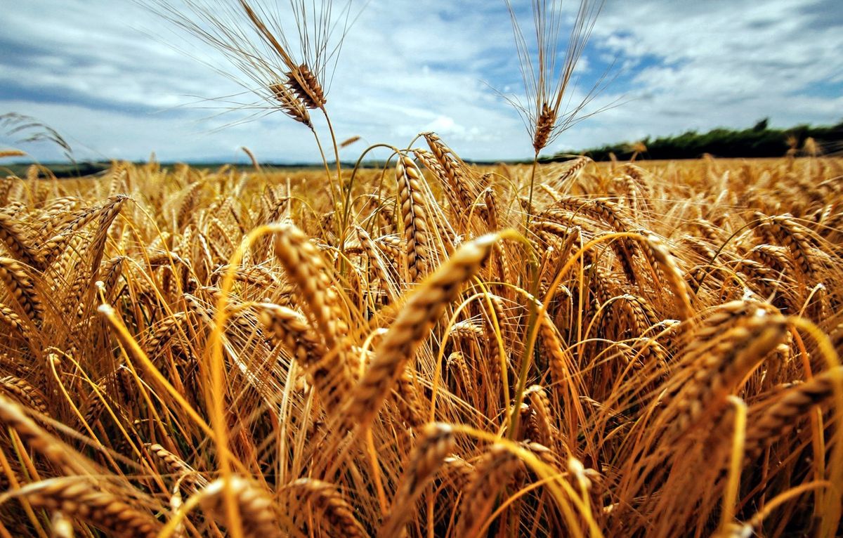 Ціни на зерно в Європі, ймовірно, впадуть через добрий урожай пшениці