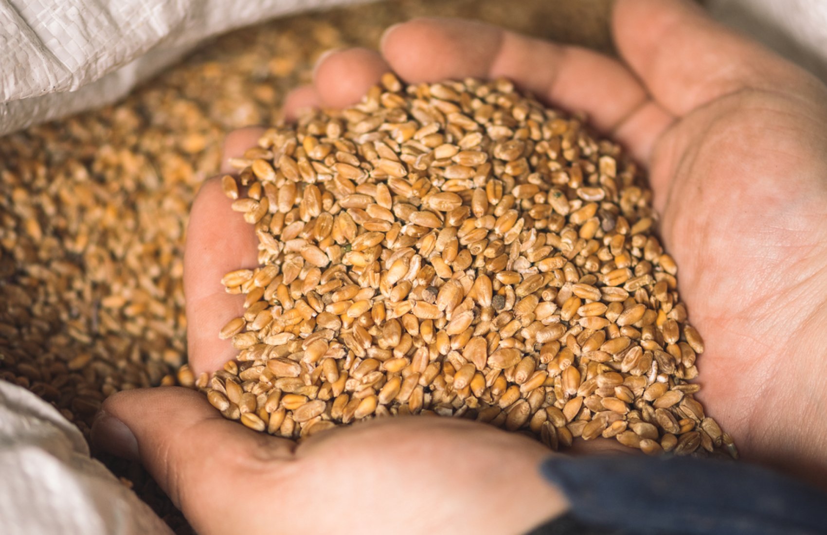 Польща заборонила імпорт українського зерна та іншої агропродукції