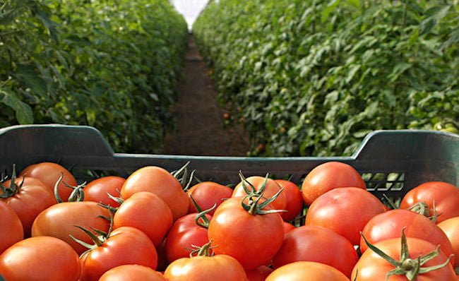В Україні стартував сезон місцевих тепличних томатів