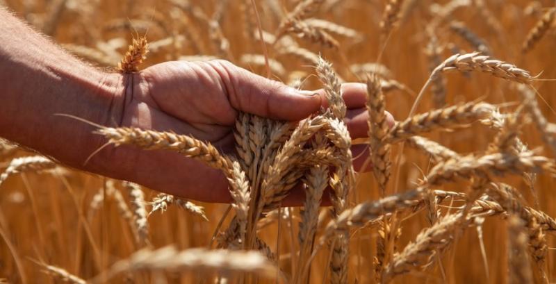 Стало відомо, за якими цінами окупанти скуповують зерно в українських фермерів