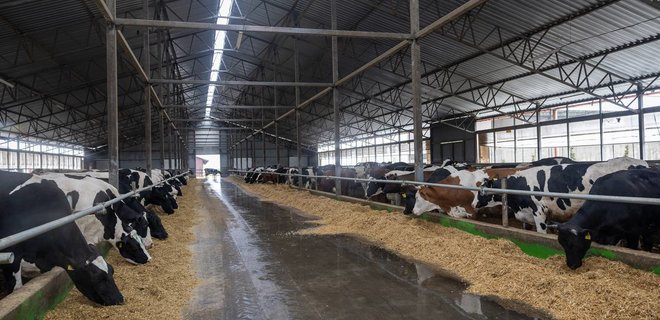 Везли корів під обстрілами: з-під Бахмута евакуювали велику молочну ферму (фото)