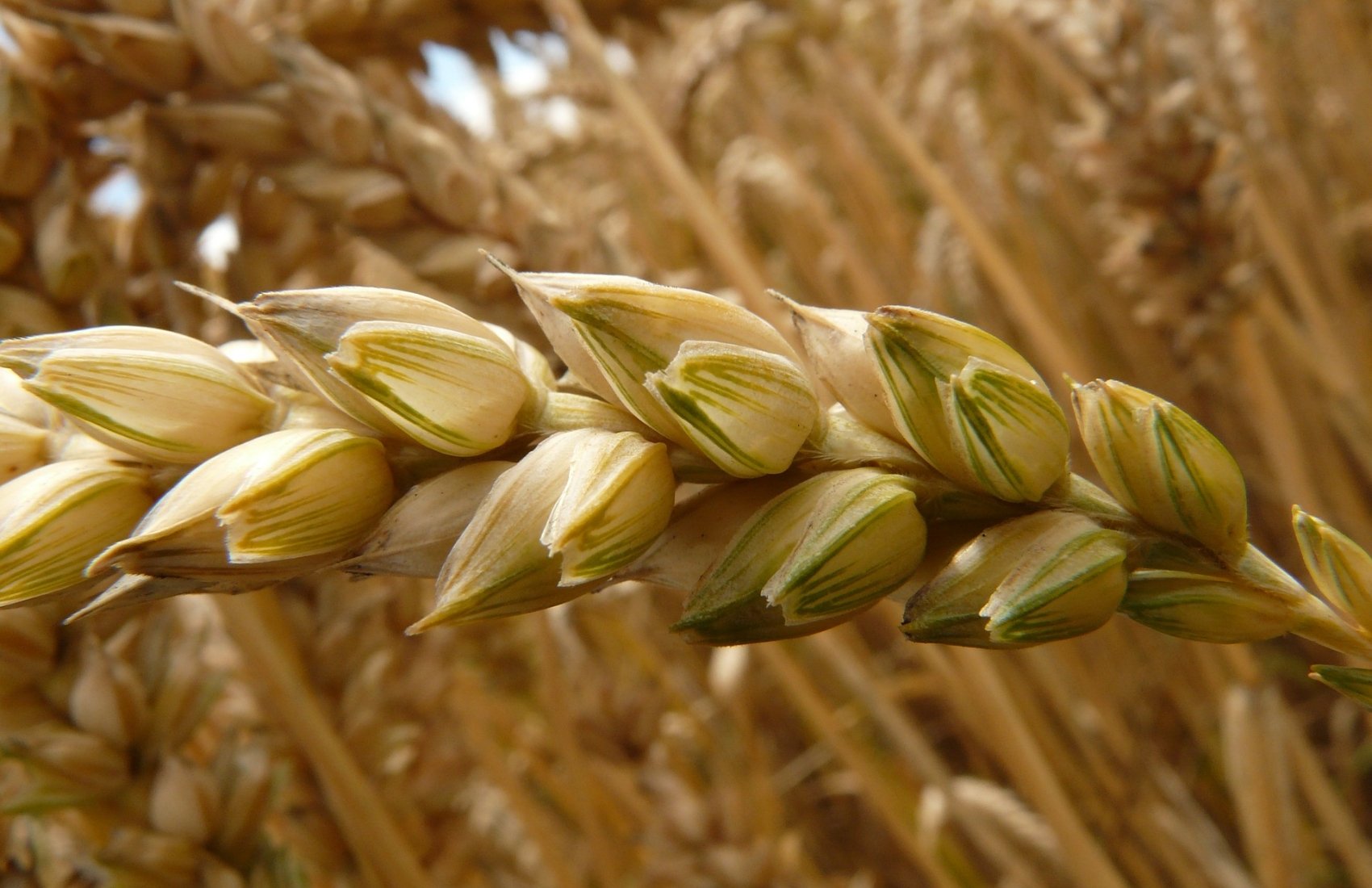 Єврокомісія та Польща досягли компромісу щодо імпорту українського зерна