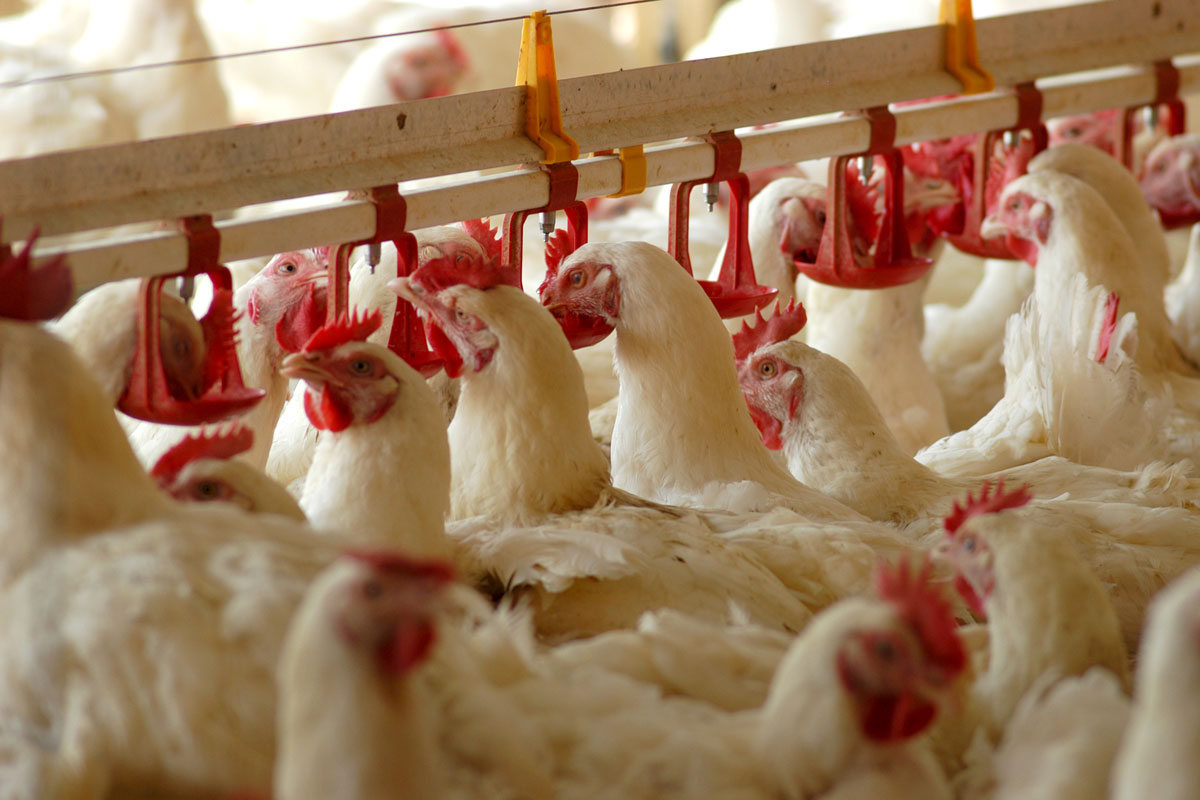 США інвестує $43 млн в дослідження, інновації та розширення виробництва м’яса та птиці