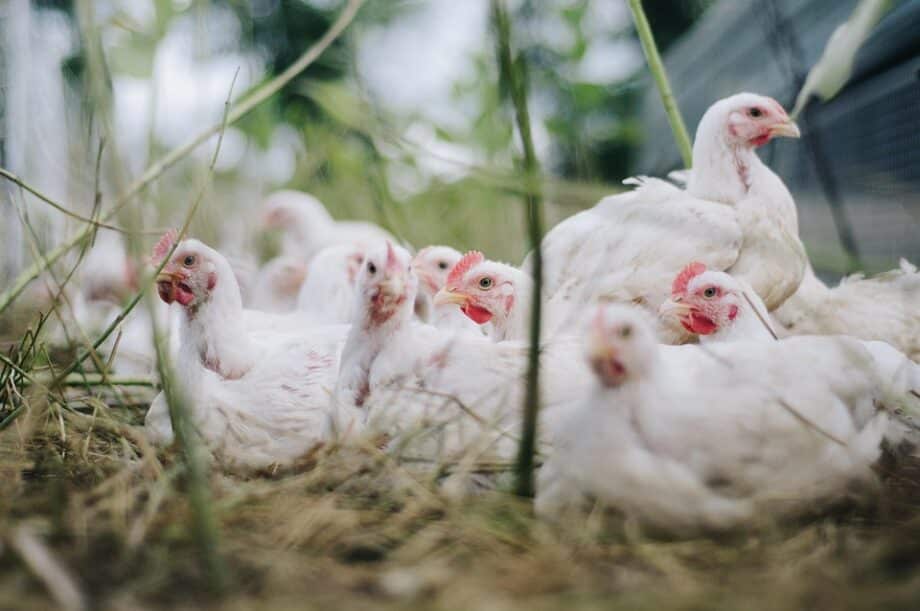 Найбільші корпорації переходять на виробництво яєць без кліткового утримання птиці