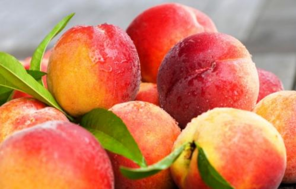 На Дніпропетровщині під загрозою опинився врожай абрикос та персиків