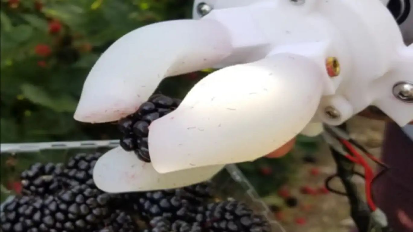 У США розробили роботизовану руку для збору ожини