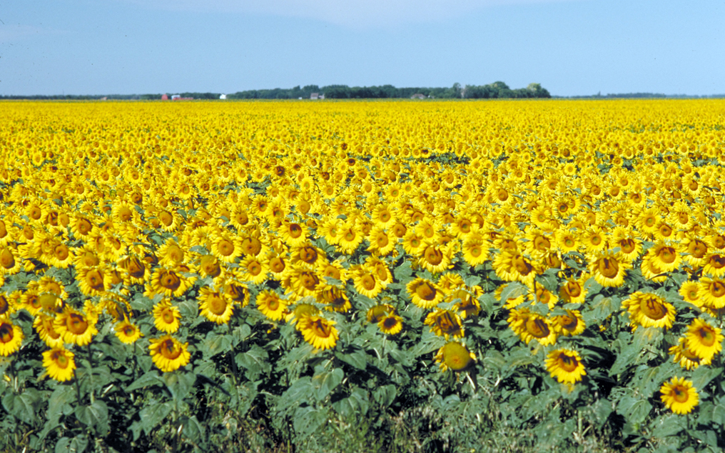 Україні вигідна заборона ЄС на імпорт насіння соняшнику, -“Укроліяпром”