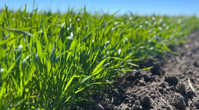 Запаси продуктивної вологи в ґрунті під всіма сільгоспкультурами в Україні на початку травня були оптимальними