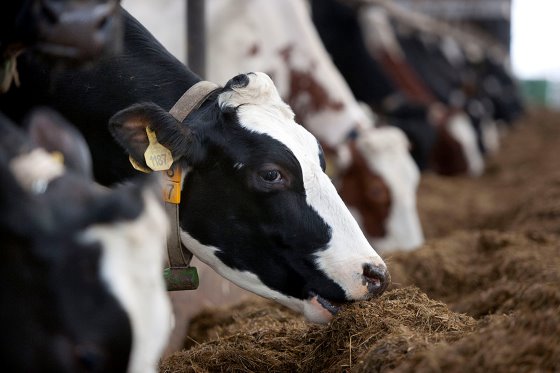 Ціни на м’ясо та молочні продукти в Туреччині стрімко зростають