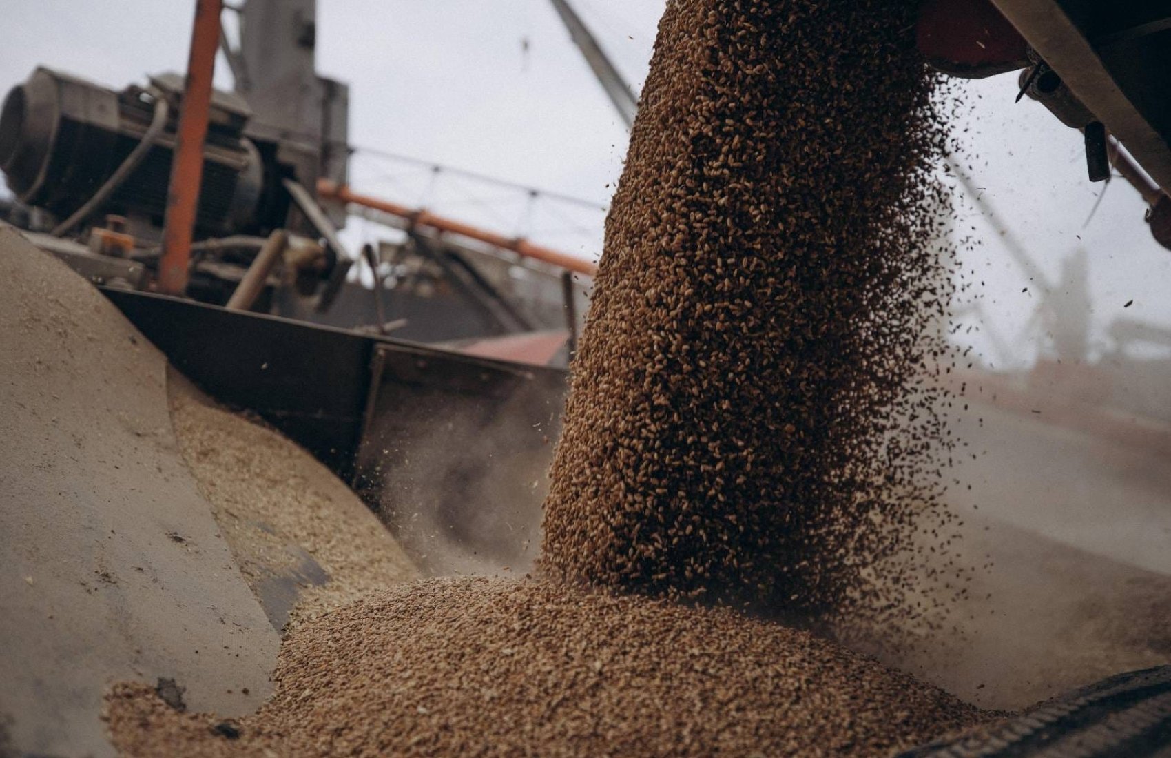 USDA спрогнозувало падіння виробництва та експорту української пшениці