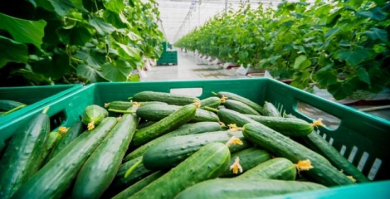 На Тернопільщині у фермера викрали півтори тонни огірків