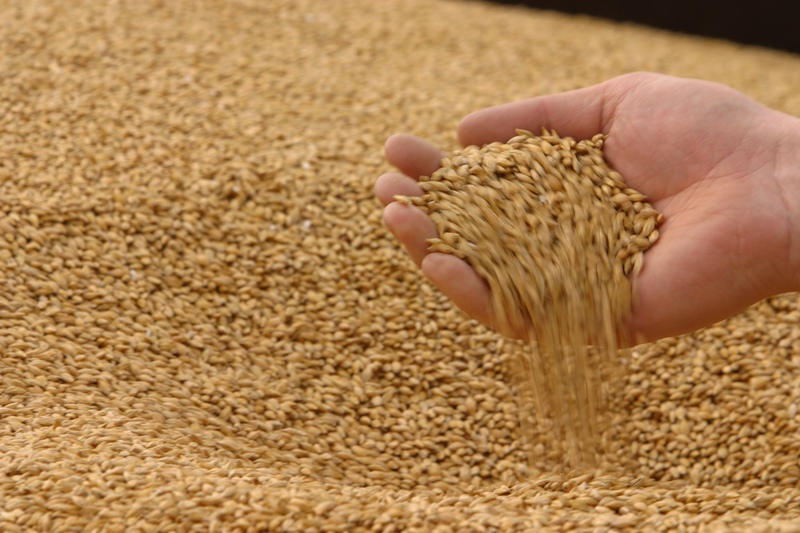 На світовому ринку продовжується зниження цін на пшеницю