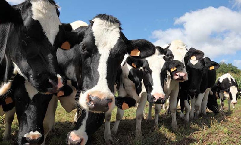 На Сумщині фермерам виплачуватимуть дотації за утримання корів