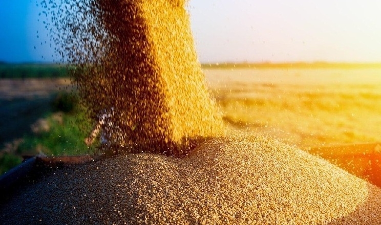 Ціни на зерно поступово знижуються