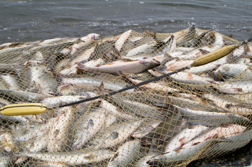 Уряд схвалив Стратегію розвитку рибної галузі до 2030 року: що вона передбачає