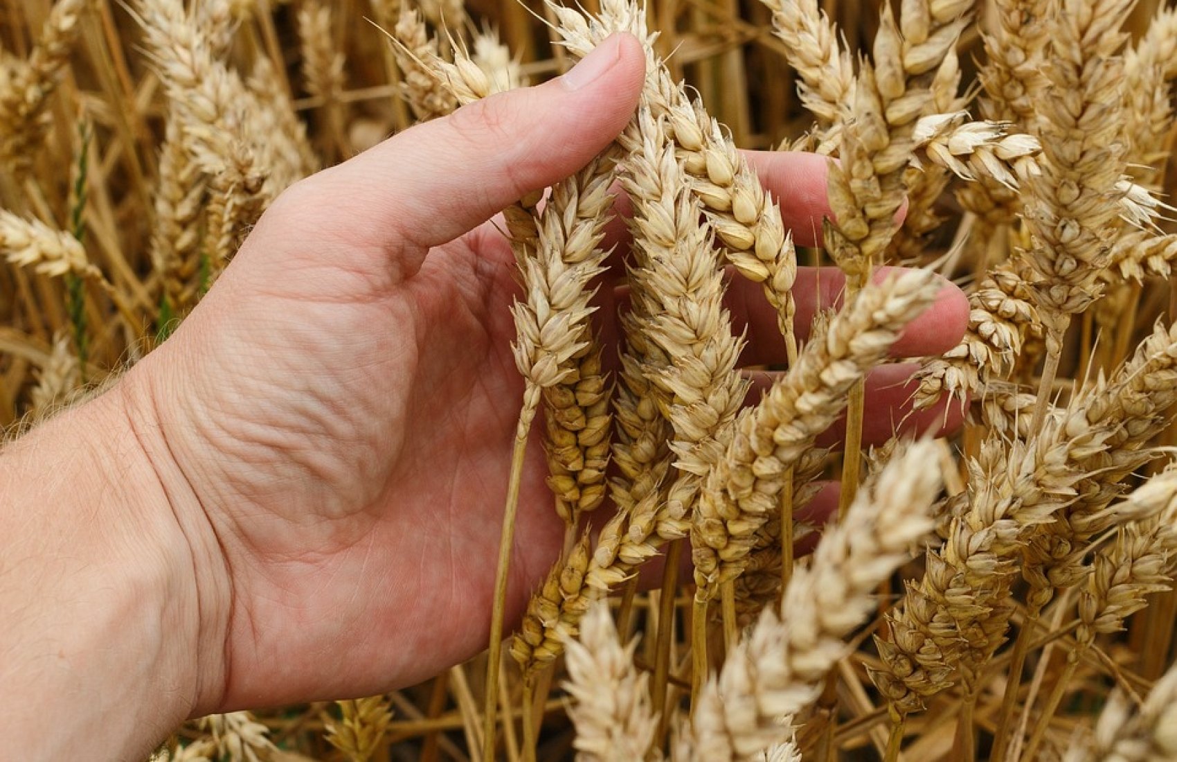 У поточному сезоні світ не побачить дешевої української пшениці