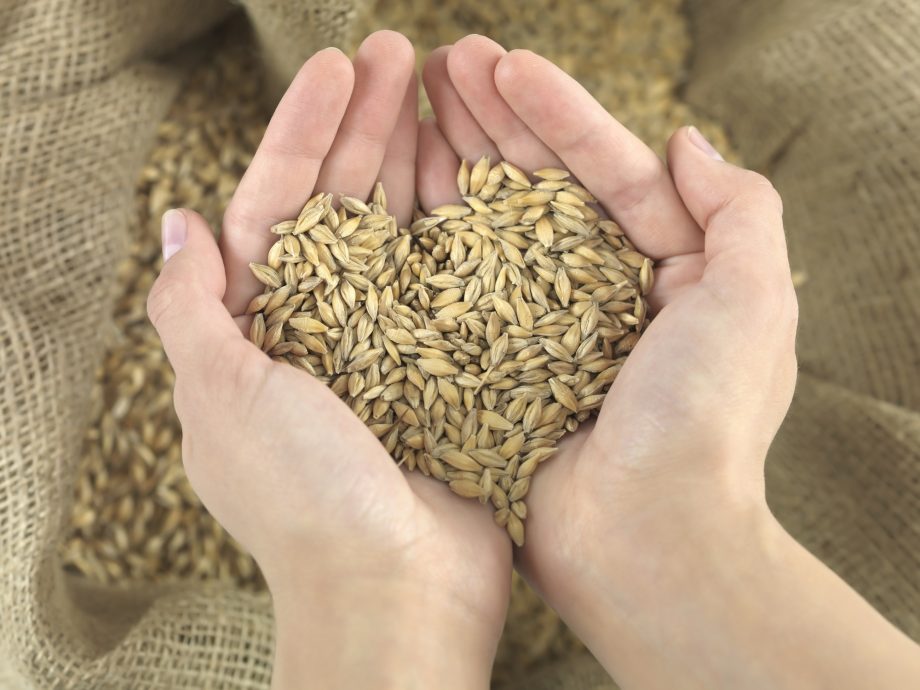 Україна в цьому сезоні експортувала майже на 10% більше зерна 