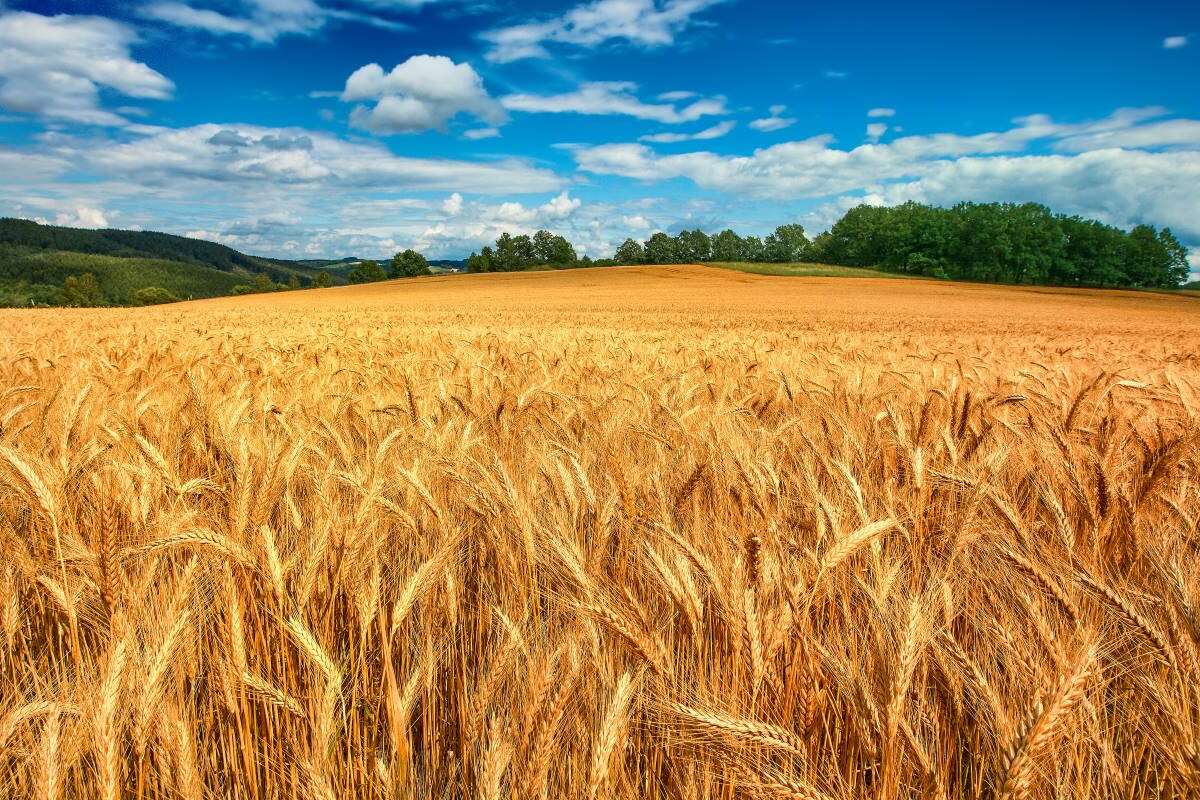 USDA покращив прогнози українського виробництва та експорту зернових