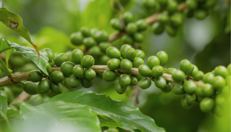 У Бразилії навчилися вирощувати каву без кофеїну
