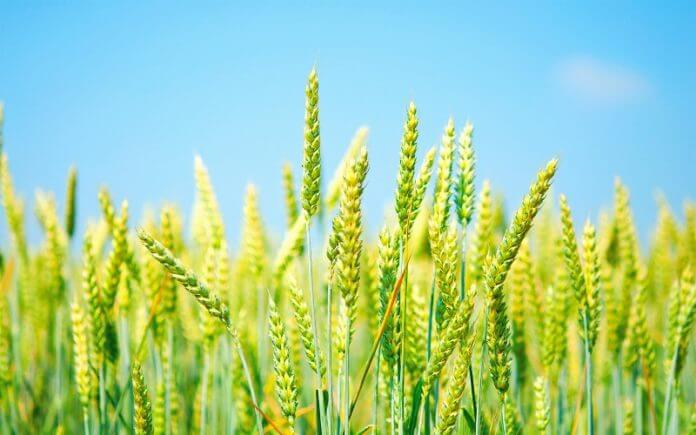 В Україні зберігаються умови для формування високого врожаю озимих зернових – Укргідрометеоцентр