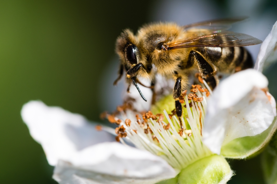 В ОАЕ вчені вивели бджіл, здатних виживати у сильну спеку