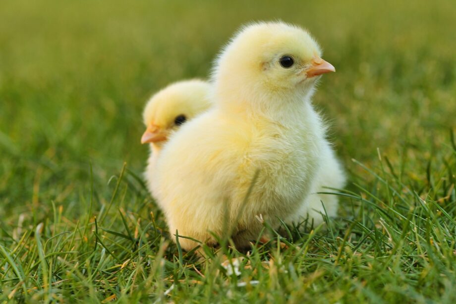 Вчені винайшли спосіб розпізнавати стать курчат у період інкубації яєць