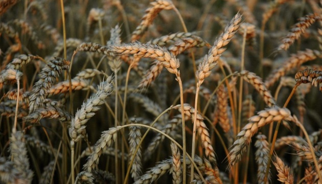Що нас не вб’є, те зробить сильнішими: Уроки зернової кризи для України і ЄС