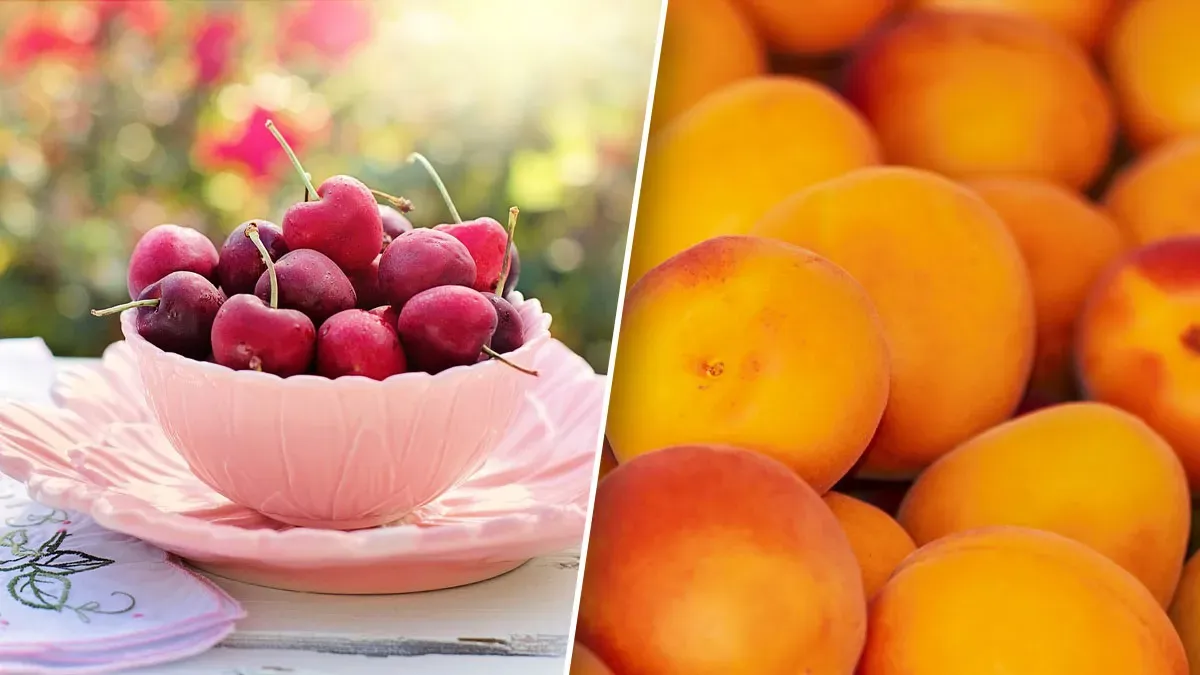 Як зміниться ціна на абрикоси та черешню найближчим часом
