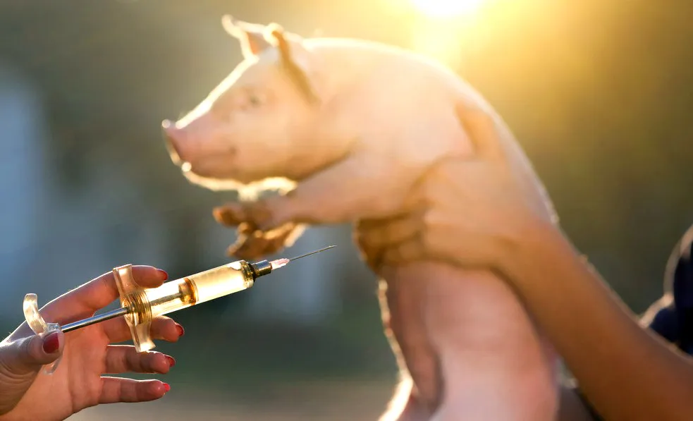 Перша у світі вакцина проти африканської чуми свиней наближається до схвалення: ефективність досягає 95%