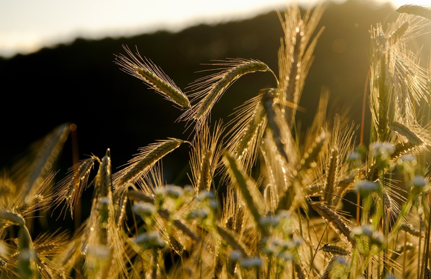 У Мінагрополітики прогнозують менший урожай зернових цьогоріч, але дефіциту не буде