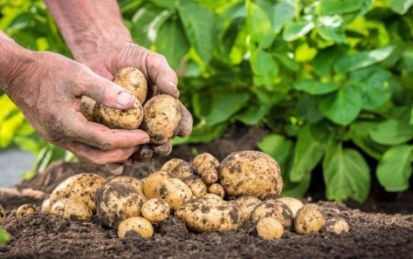 Погодні умови на Черкащині несприятливі для картоплі