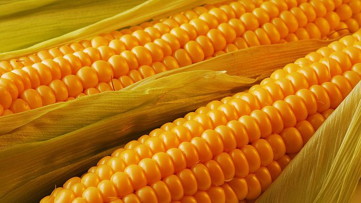 USDA збільшив прогнози українського виробництва та експорту кукурудзи
