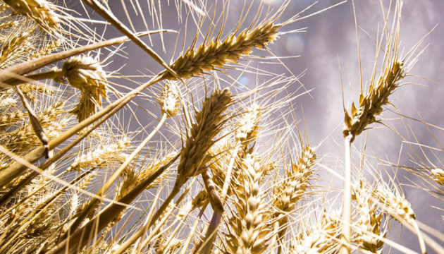 Урожайність зернових цьогоріч знизиться не більш як на 5% – МінАПК