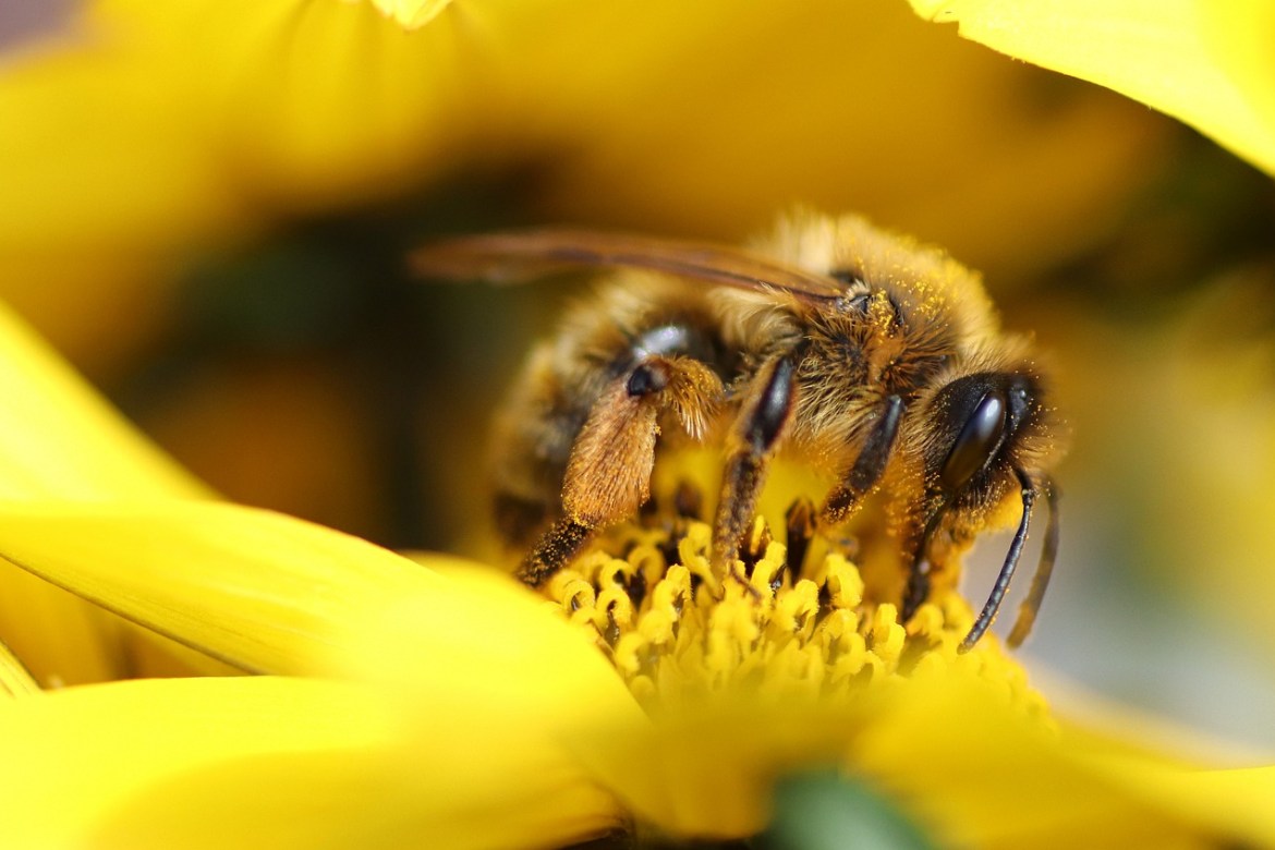 В Україні зменшується популяція бджіл