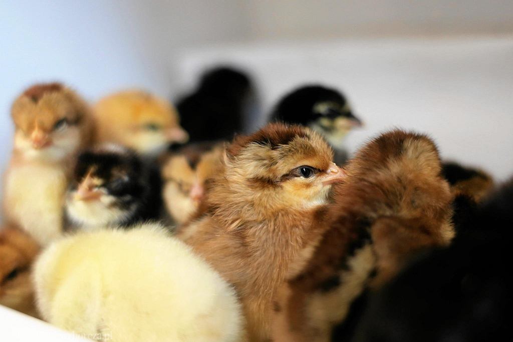 Україна заборонила імпорт яєць і курятини з Польщі: що сталося